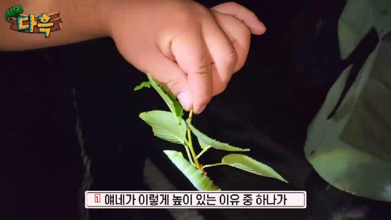 A giant gourd worm that costs 20,000 won per drug