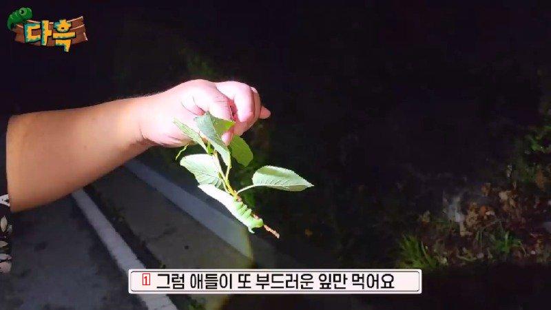 A giant gourd worm that costs 20,000 won per drug