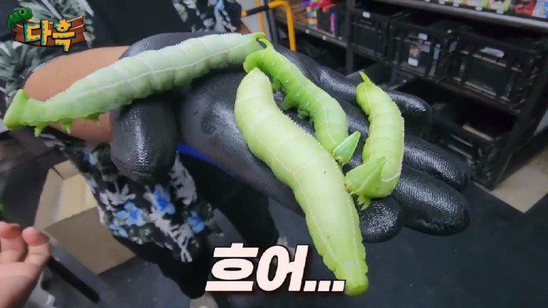 A giant gourd worm that costs 20,000 won per drug