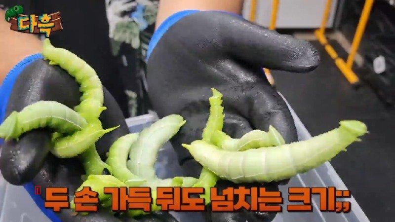 A giant gourd worm that costs 20,000 won per drug