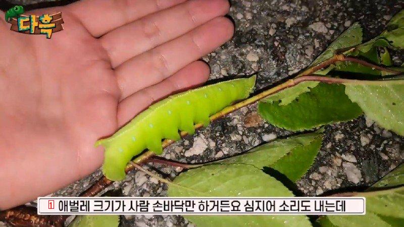 A giant gourd worm that costs 20,000 won per drug