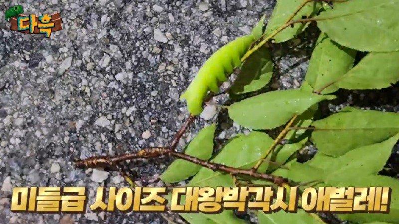 A giant gourd worm that costs 20,000 won per drug