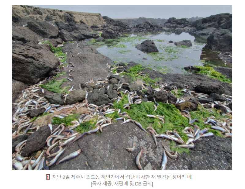 the death of tens of thousands of sardines