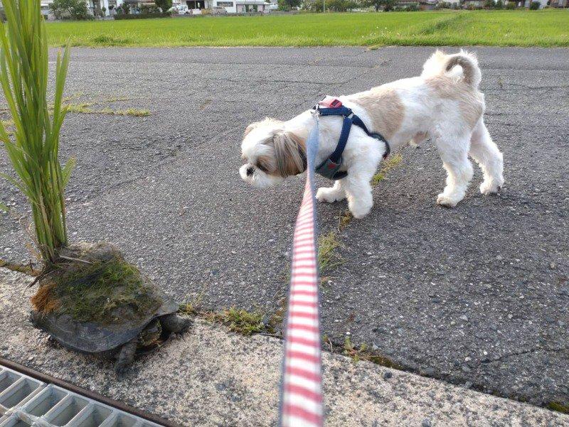 a turtle with an oo on its back