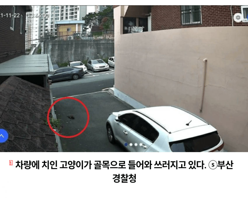 Busan serial cat killer revealed Shakingjpg