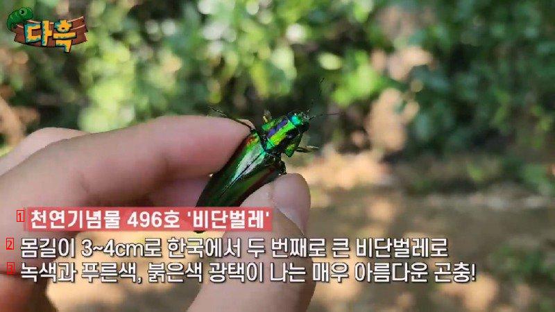 If you catch a bug in Korea, you'll get a fine of 50 million won