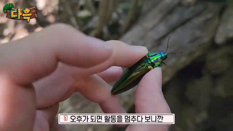 If you catch a bug in Korea, you'll get a fine of 50 million won