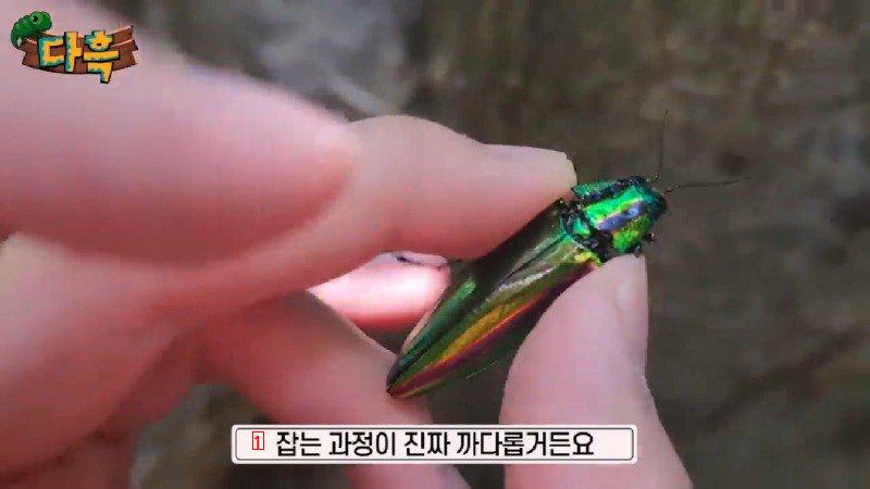 If you catch a bug in Korea, you'll get a fine of 50 million won