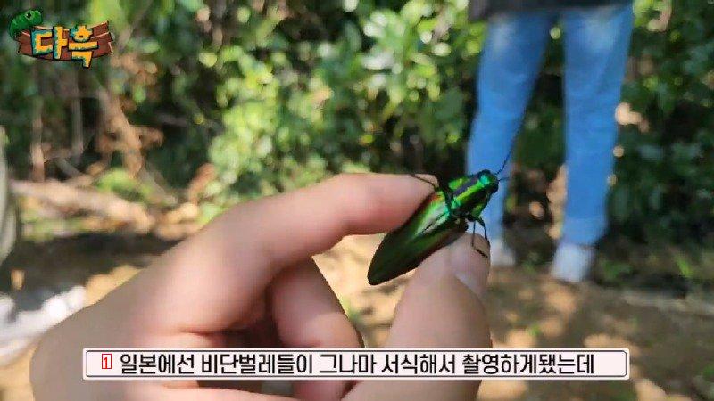 If you catch a bug in Korea, you'll get a fine of 50 million won