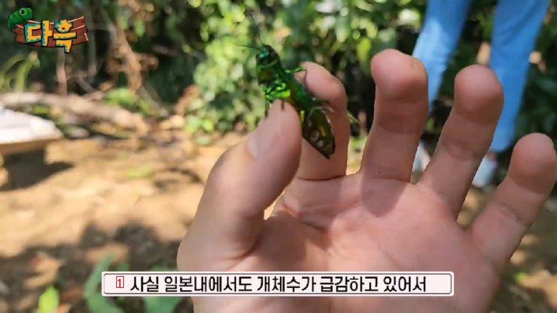 If you catch a bug in Korea, you'll get a fine of 50 million won