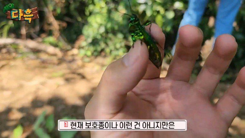 If you catch a bug in Korea, you'll get a fine of 50 million won