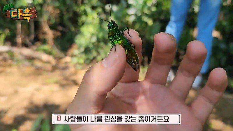 If you catch a bug in Korea, you'll get a fine of 50 million won