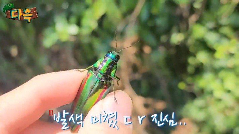 If you catch a bug in Korea, you'll get a fine of 50 million won