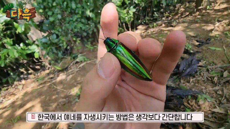 If you catch a bug in Korea, you'll get a fine of 50 million won