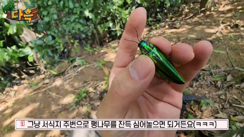 If you catch a bug in Korea, you'll get a fine of 50 million won