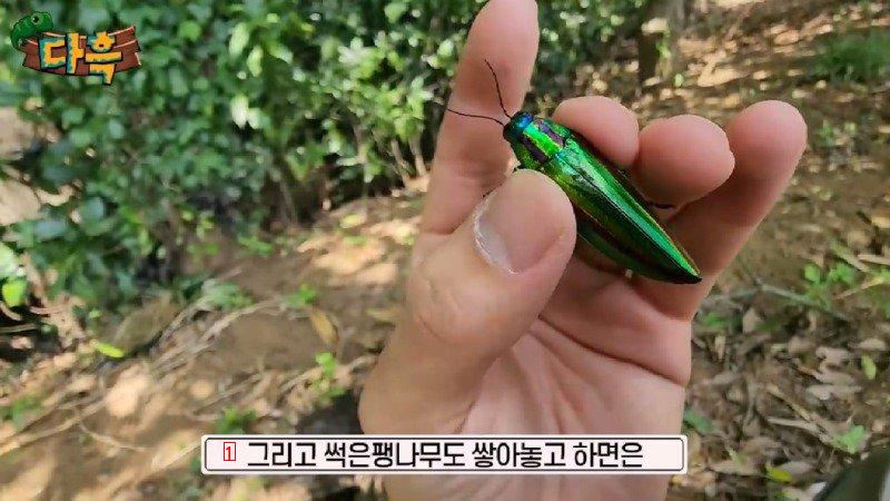 If you catch a bug in Korea, you'll get a fine of 50 million won