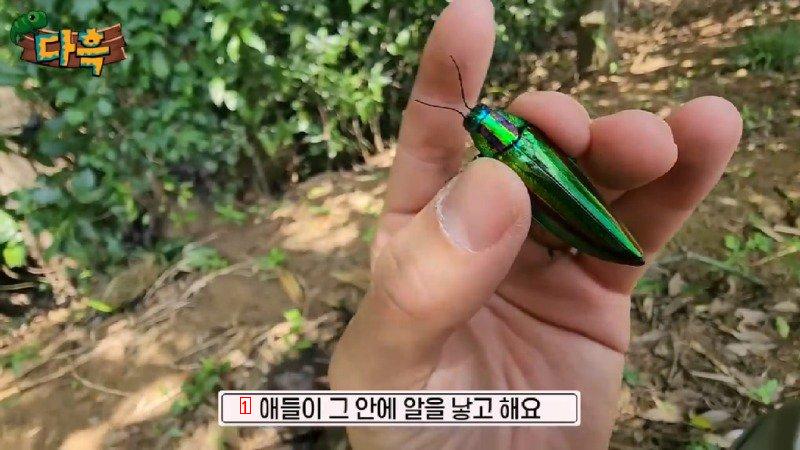 If you catch a bug in Korea, you'll get a fine of 50 million won