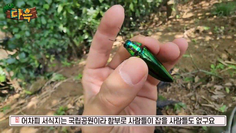 If you catch a bug in Korea, you'll get a fine of 50 million won