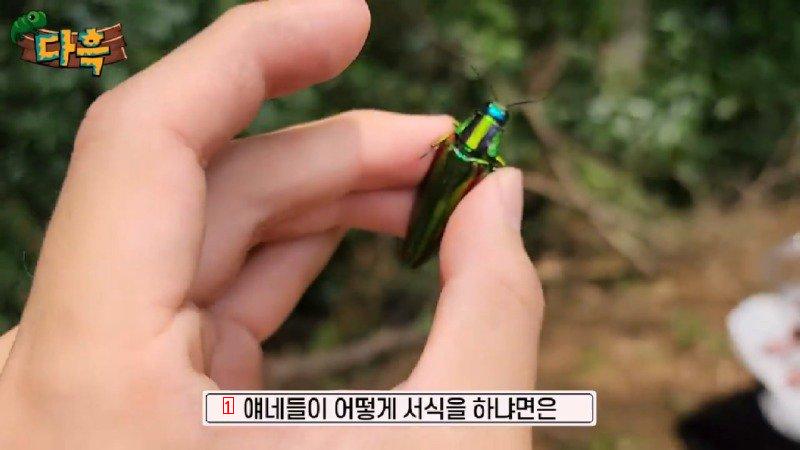 If you catch a bug in Korea, you'll get a fine of 50 million won