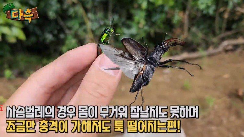 If you catch a bug in Korea, you'll get a fine of 50 million won