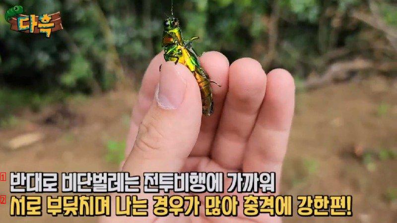 If you catch a bug in Korea, you'll get a fine of 50 million won