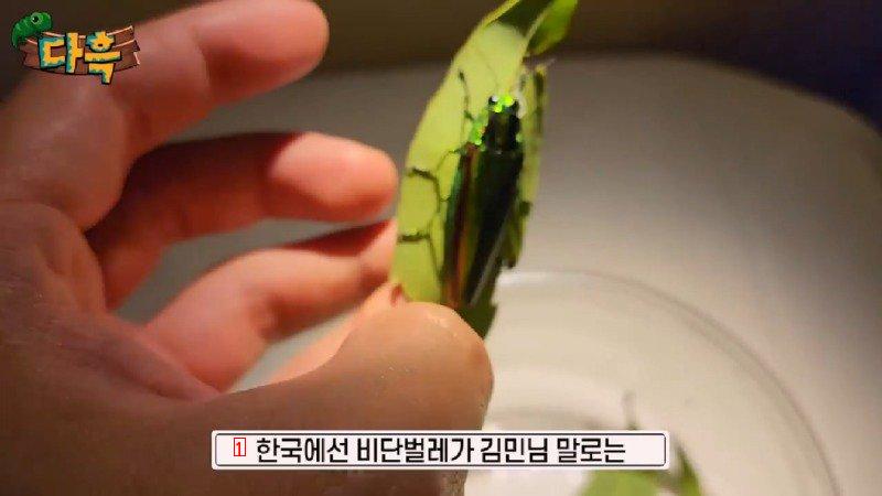 If you catch a bug in Korea, you'll get a fine of 50 million won