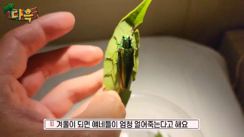 If you catch a bug in Korea, you'll get a fine of 50 million won