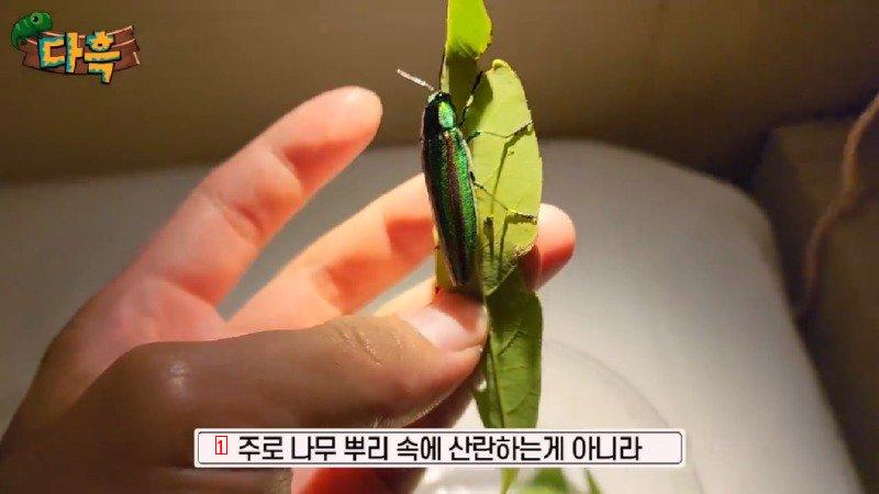 If you catch a bug in Korea, you'll get a fine of 50 million won