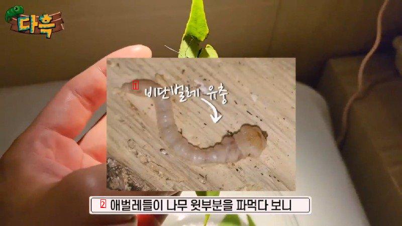 If you catch a bug in Korea, you'll get a fine of 50 million won