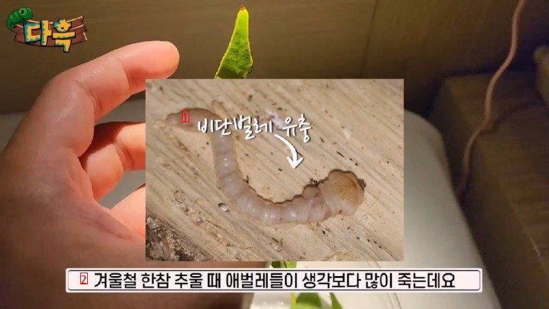 If you catch a bug in Korea, you'll get a fine of 50 million won