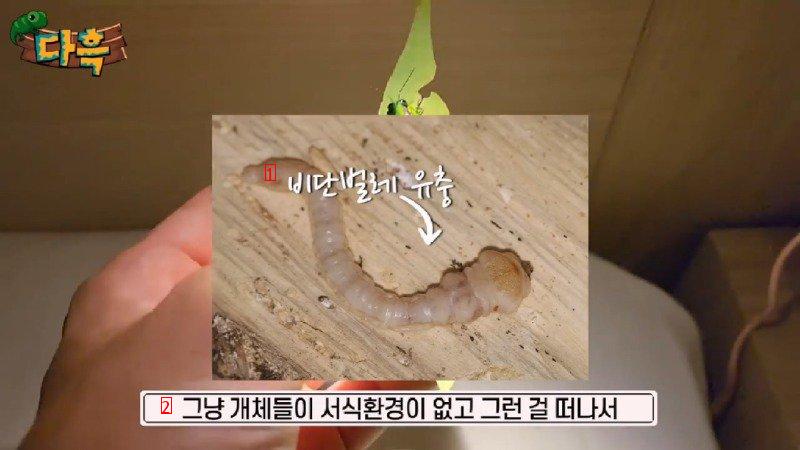 If you catch a bug in Korea, you'll get a fine of 50 million won