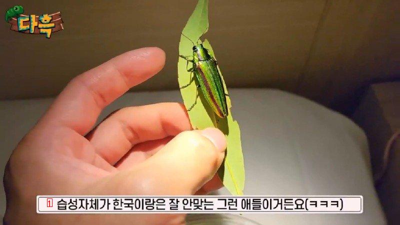 If you catch a bug in Korea, you'll get a fine of 50 million won