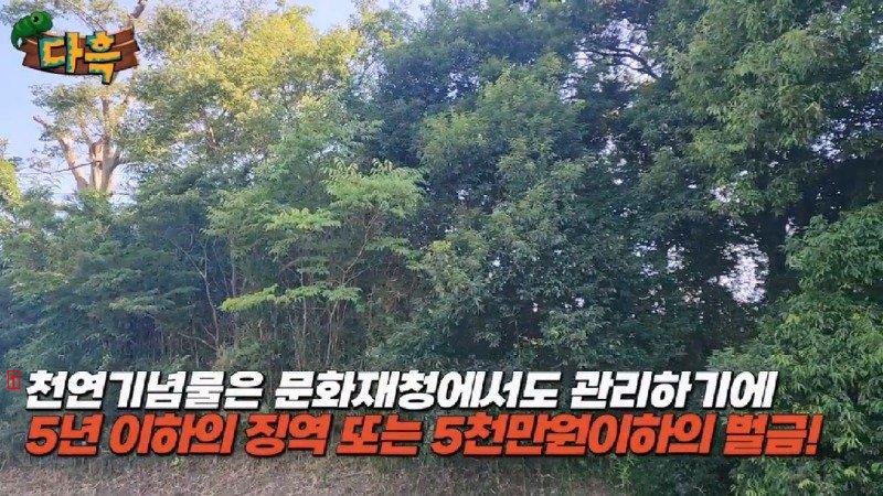 If you catch a bug in Korea, you'll get a fine of 50 million won