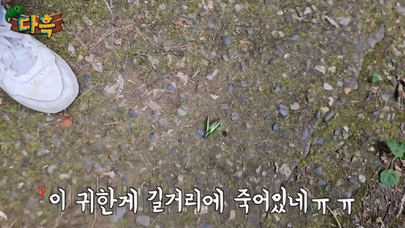 If you catch a bug in Korea, you'll get a fine of 50 million won