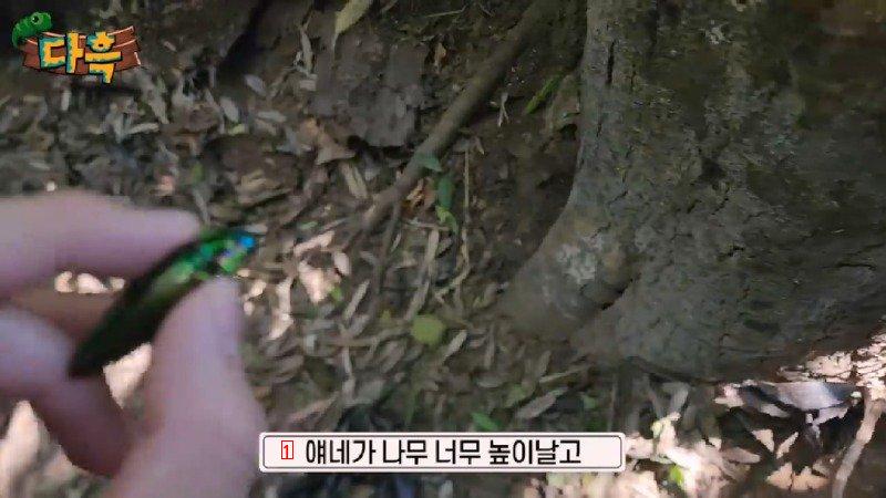 If you catch a bug in Korea, you'll get a fine of 50 million won