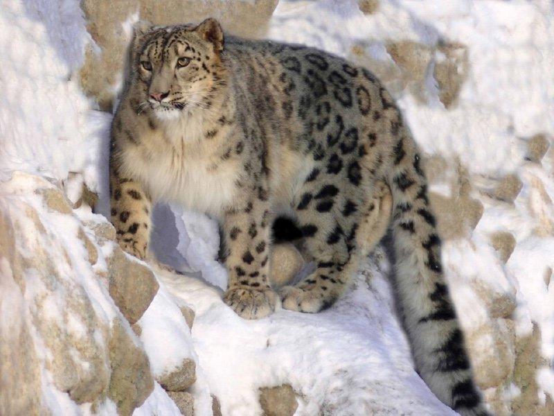 5 endangered species of cats