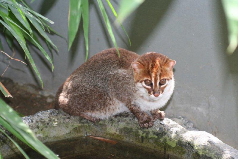 5 endangered species of cats