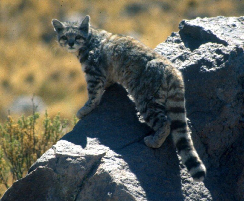 5 endangered species of cats