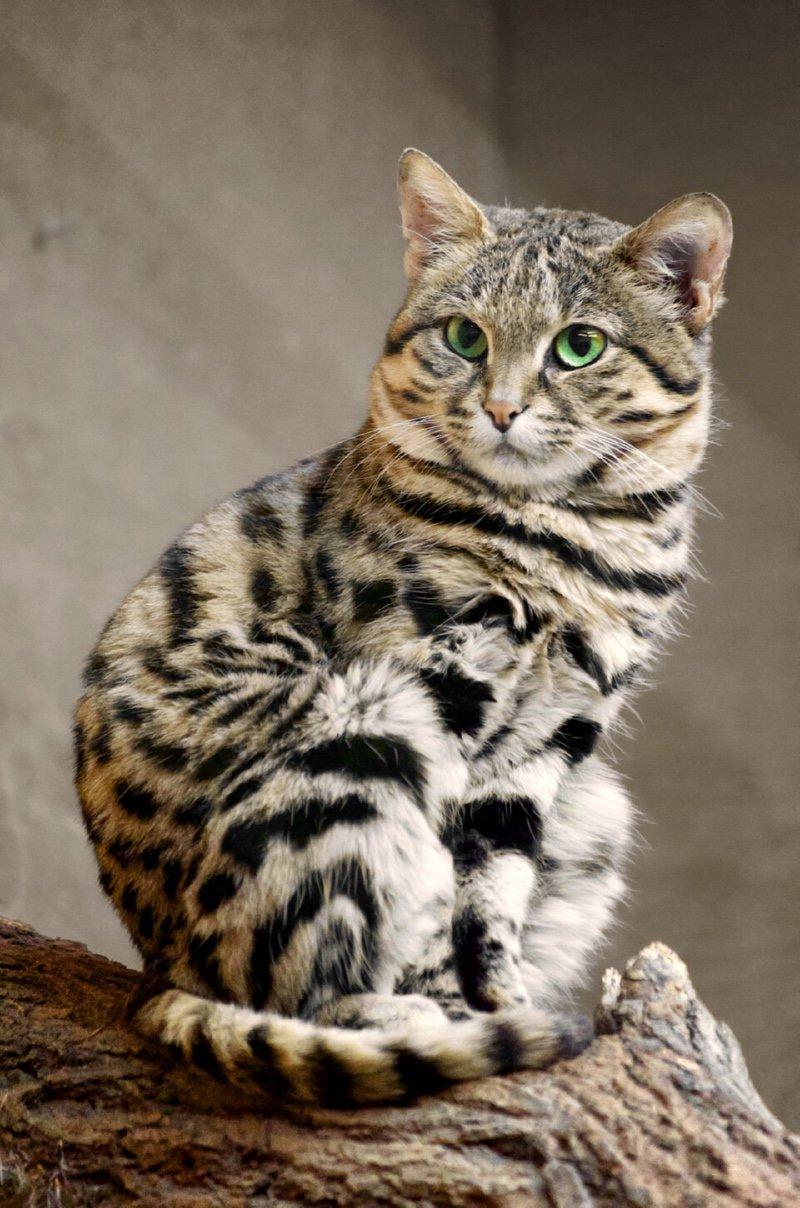 5 endangered species of cats