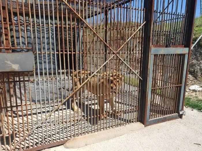 A lioness killed in the shade 4 meters away after 20 years in a shady cage