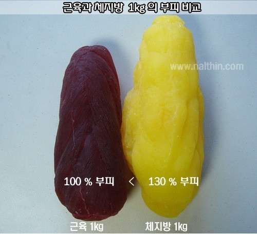 1kg volume difference between muscle and body fat