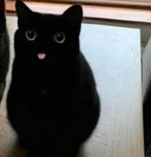 Black cat, ta-da