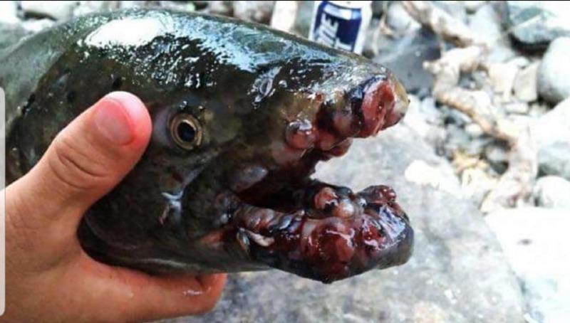 Cancer Fish Found in Ano Fukushima