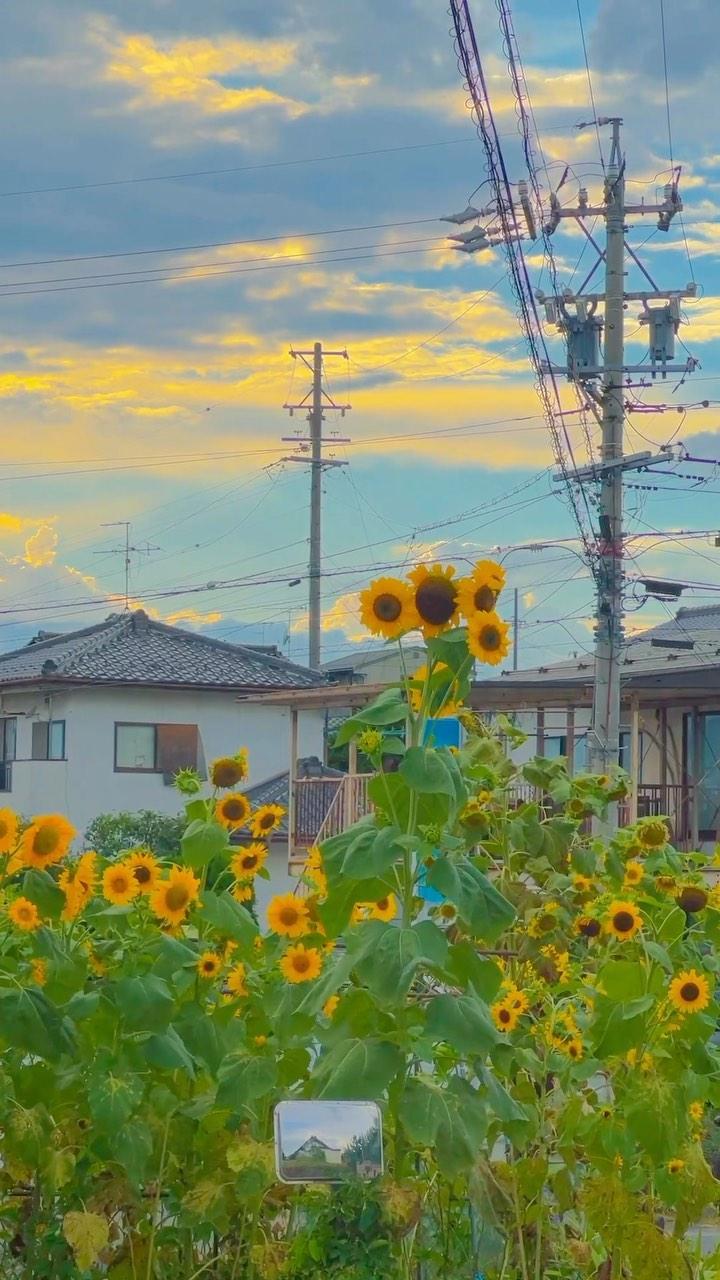 Photographs taken by a Korean living in rural Japan