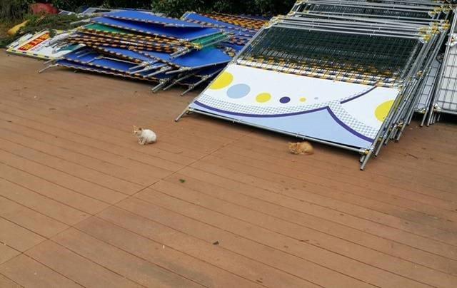 a couple of angry old men at the construction site because of a cat walking around the construction site