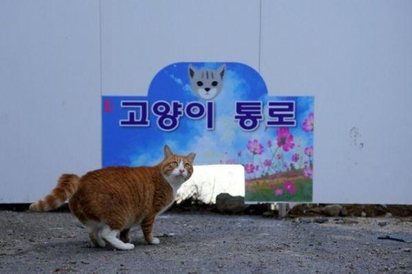 a couple of angry old men at the construction site because of a cat walking around the construction site