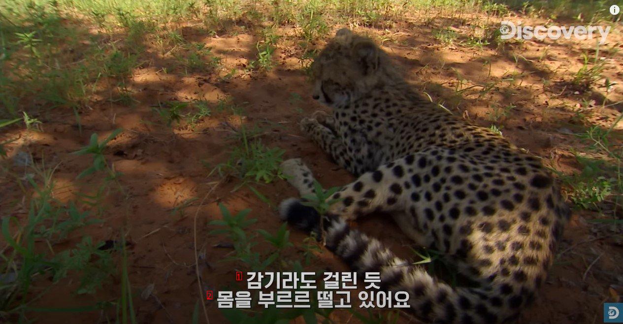 Put a 3-month-old cheetah in a sleeping bag