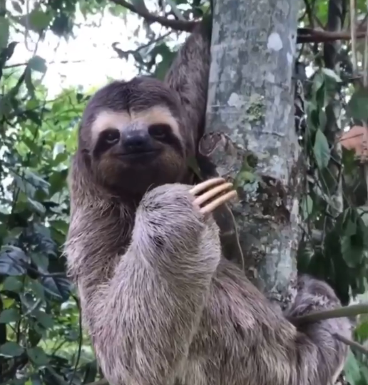 A video of helping a sloth that fell altogether on Twitter in real time