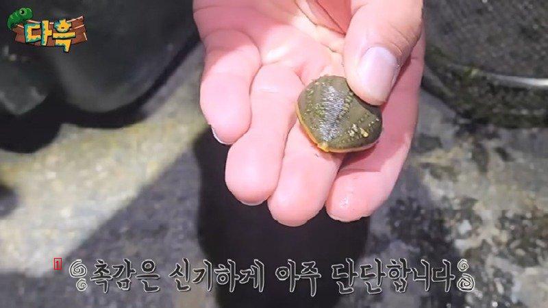 The biggest leech in Korea, though it can't absorb blood through the skin of an anaerobic person