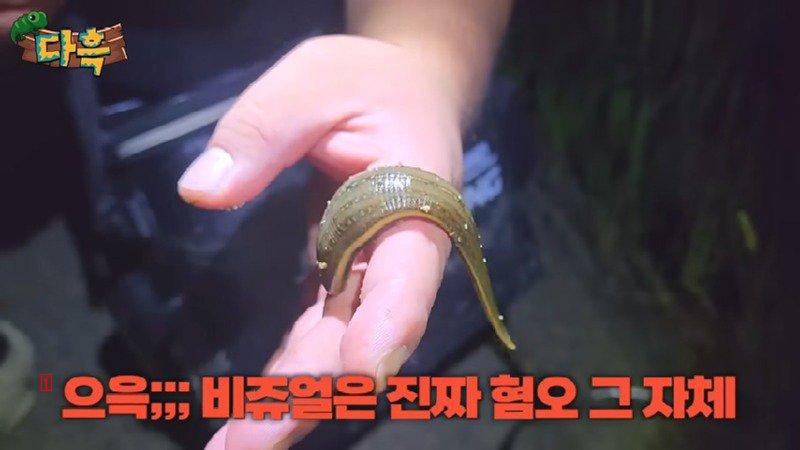The biggest leech in Korea, though it can't absorb blood through the skin of an anaerobic person
